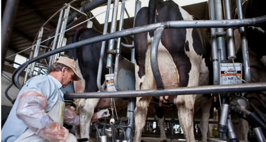 La producci&oacute;n de leche logr&oacute; en 2025 su mejor nivel de la d&eacute;cada en Argentina
