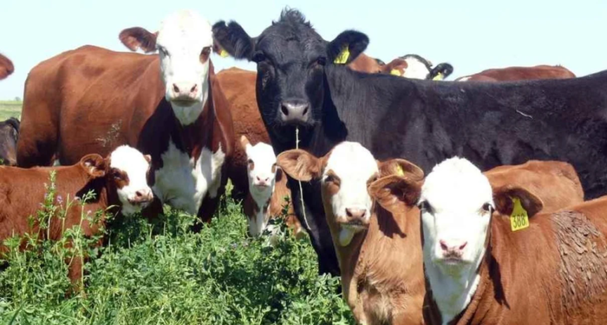 Garrapata bovina: el desaf&iacute;o sanitario que redefine la estrategia ganadera