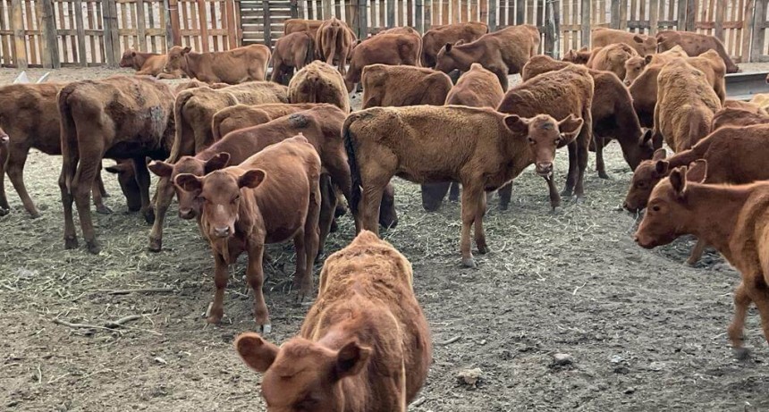Los terneros marcan el ritmo de un a&ntilde;o at&iacute;pico para la ganader&iacute;a: la zafra m&aacute;s lenta en una d&eacute;cada