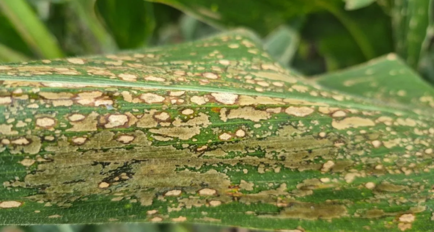 Mancha blanca en ma&iacute;z: la REM alerta por el combo de humedad y lluvias que favorece su avance