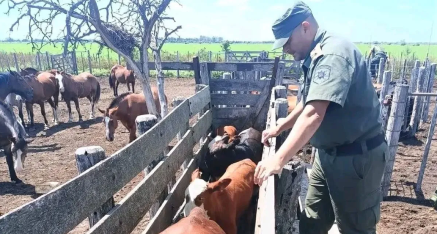 Abigeato en el norte santafesino: productores se organizan para frenar la impunidad rural