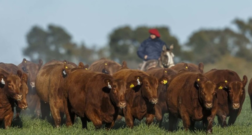 Retenci&oacute;n de vientres y feedlots llenos: &ldquo;Hoy la ganader&iacute;a tiene la dopamina por las nubes&rdquo;