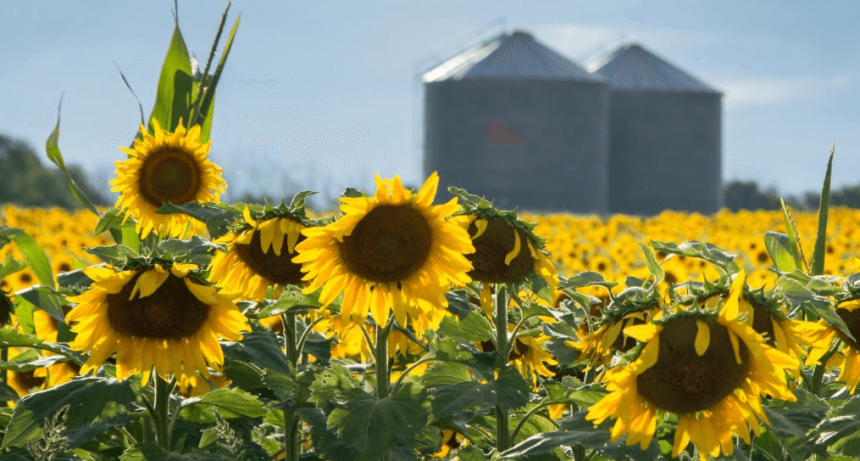 El mundo le sigue poniendo fichas al girasol argentino: el USDA ya anticipa otra campa&ntilde;a de expansi&oacute;n