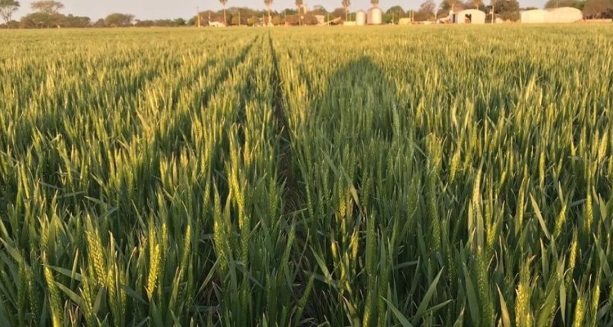El trigo, ante una siembra que obliga a ser m&aacute;s &ldquo;finos&rdquo; que nunca: &ldquo;No fertilizar no es la soluci&oacute;n&rdquo;