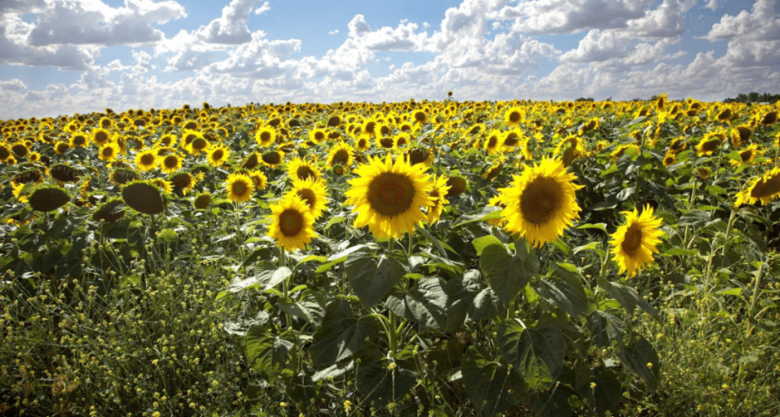 De la siembra a la cosecha, todo fue r&eacute;cord: los n&uacute;meros de la hist&oacute;rica campa&ntilde;a de girasol