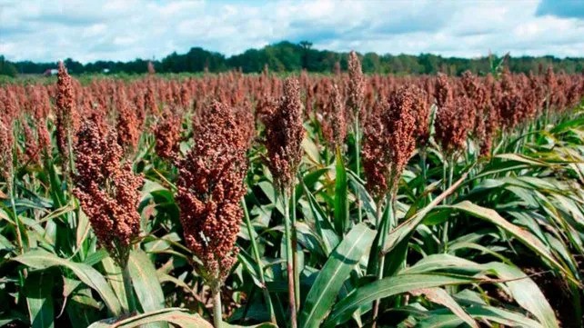 El sorgo quiere volver a brillar en la campaña