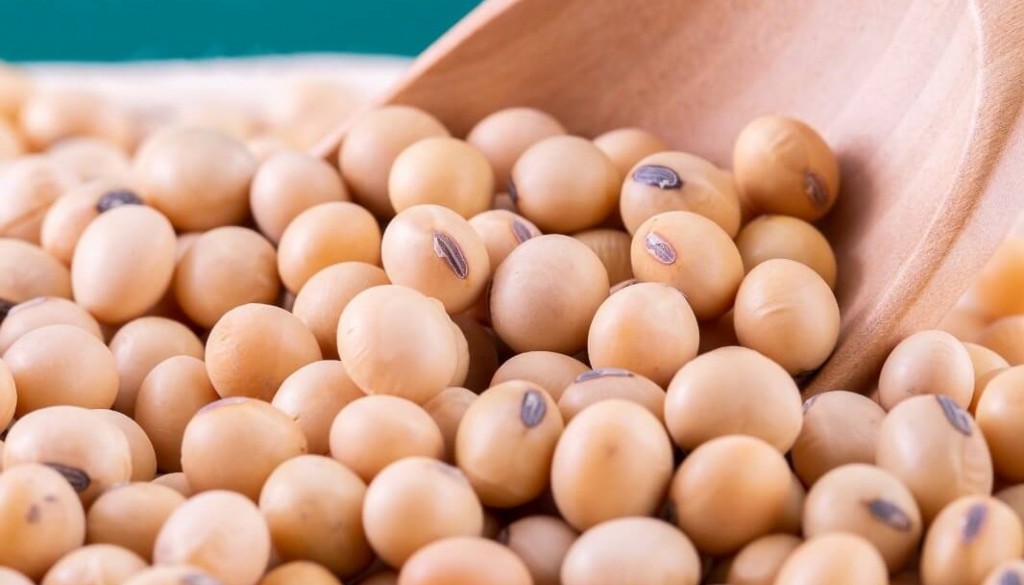 Luz de alerta para la soja: “Perdimos proteína en los granos y en algún momento nos van a penalizar”