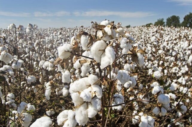 Algodón: claves para una campaña que proyecta sumar hectáreas