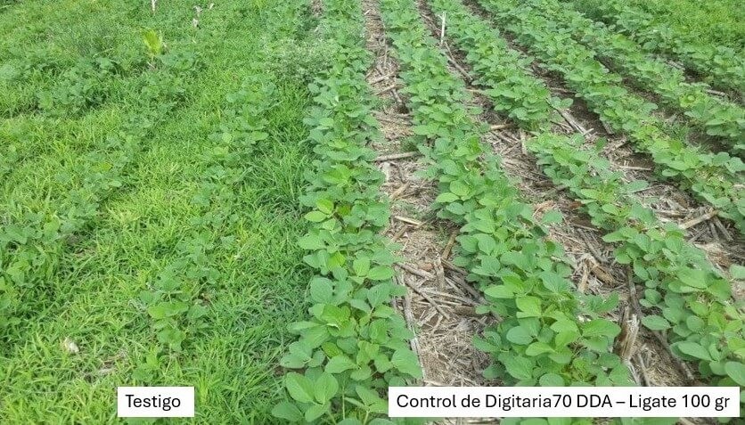 “Será una campaña más compleja en cuanto a malezas”: las lluvias obligan a ajustar el manejo en soja