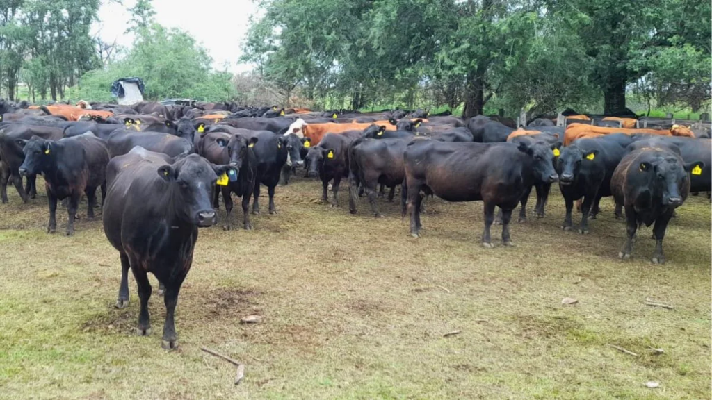 Cercas virtuales: cómo funciona la tecnología que reemplaza alambrados en la ganadería argentina