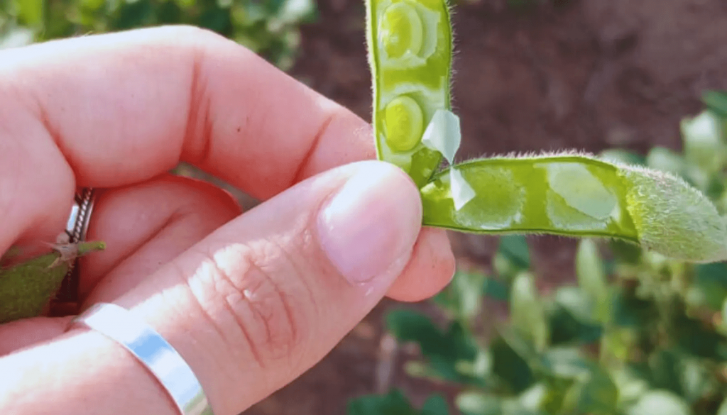 Soja: claves para maximizar rendimientos en ambientes semiáridos