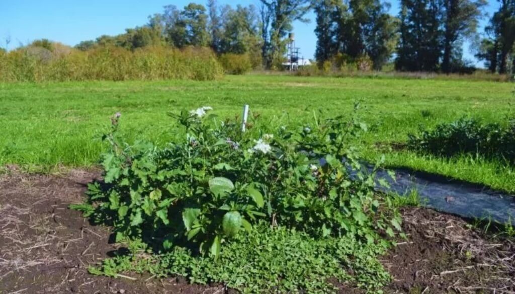 El poder del sol contra las malezas: una técnica del INTA muestra resultados sorprendentes