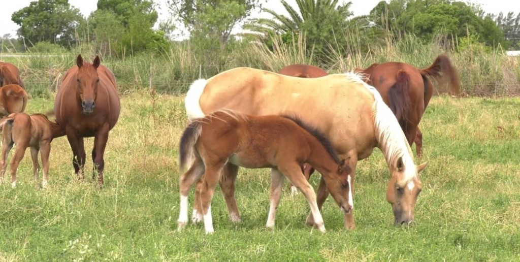 Remate y competencia de caballos Cuarto de Milla en Santa Fe: fechas, inscripción y valores estimados