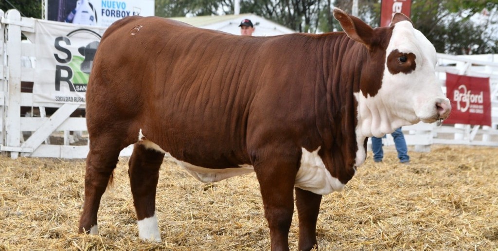 San Justo se consolida en el mapa ganadero