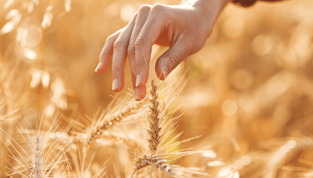 Cosecha grande, margen chico: el trigo que preocupa al productor