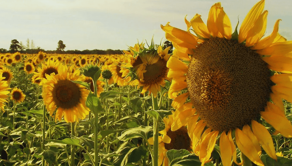 El renacer del girasol en Argentina: este año aportará divisas por U$S 2.000 millones