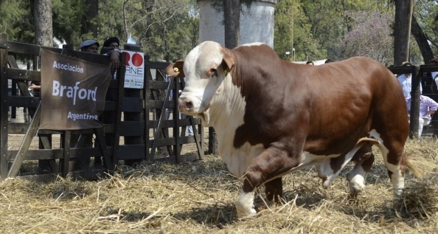 De la genética a la adaptación al campo: las claves para elegir un toro “funcional” y potenciar la cría