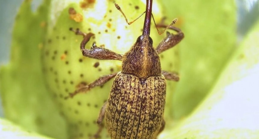 Picudo algodonero: un estudio del INTA y el Conicet halló una pista para mejorar su control