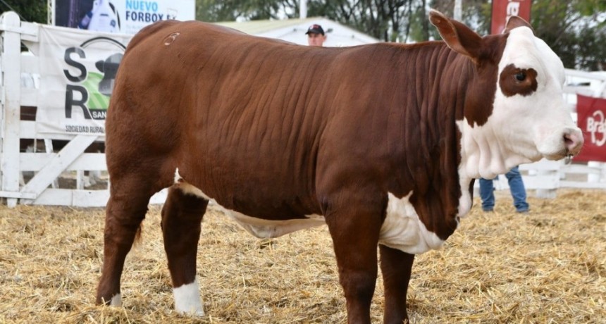 San Justo se consolida en el mapa ganadero