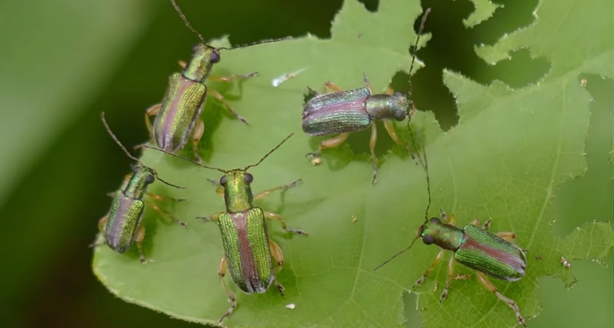 Presencia de vaquita defoliadora en Santa Fe: recomendaciones para la siembra de soja