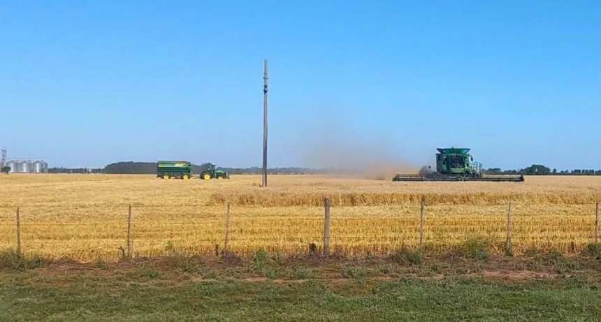 Trigo en el centro-norte santafesino: entre pausas por lluvias y rindes que hacen historia