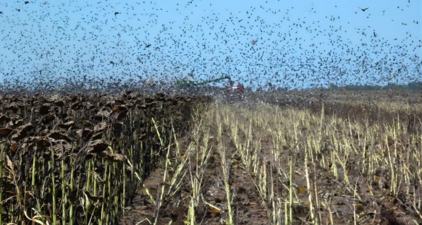 Avance de palomas y cotorras en girasol: productores reclaman la declaración de plaga en Santa Fe para poder controlarlas
