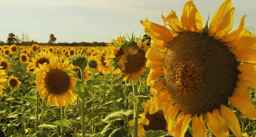 El renacer del girasol en Argentina: este año aportará divisas por U$S 2.000 millones