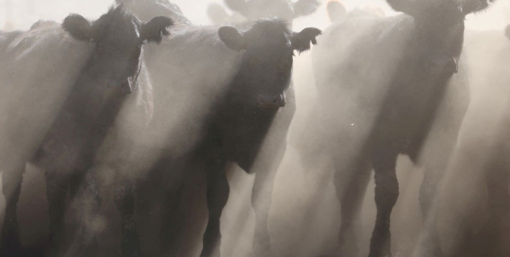 Oferta de livianos: más novillitos ingresando a los corrales y menos en las plantas de faena