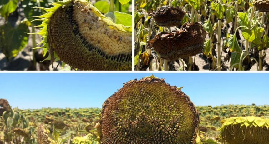 Girasol en riesgo: reunión clave en el norte santafesino por ataques de aves