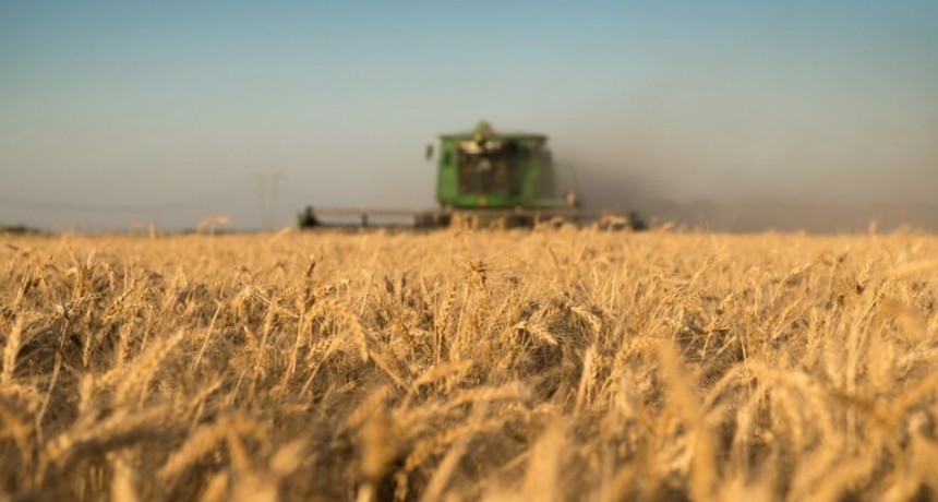 La campaña triguera 2025/26 marca récords históricos de rinde y presión logística