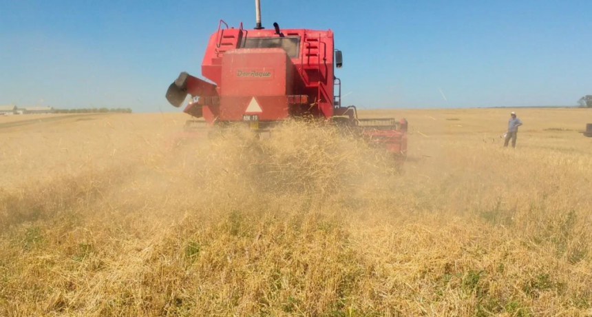 Cosecha récord de trigo: cómo manejar el exceso de rastrojo para no afectar la siembra de soja