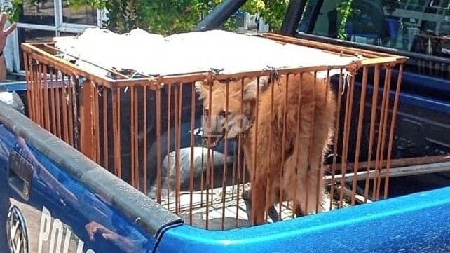 Rescataron un aguará guazú en la costanera santafesina