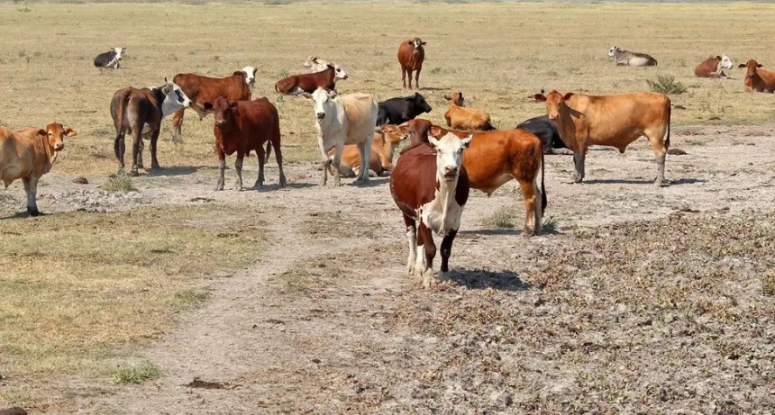 La sequía actual y la ganadería futura