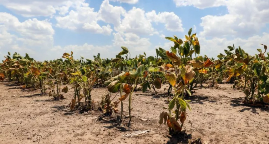 La primavera más seca de los últimos 35 años anticipa 50% menos de rinde en soja