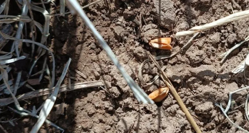 Las lluvias fueron escasas y podr&iacute;an ser una trampa peligrosa
