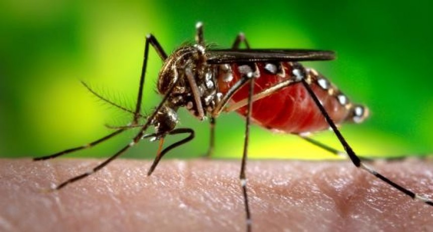 Dengue: Salud hace recomendaciones a los santafesinos que viajen a Brasil 