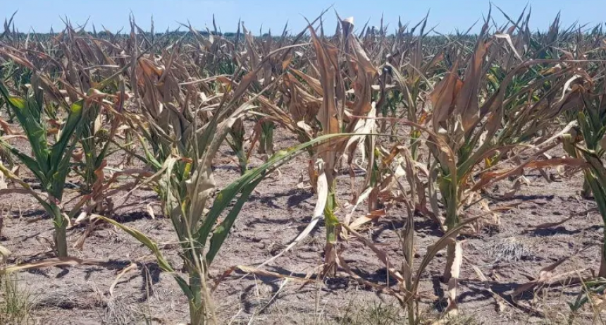 Sequía: el tiempo se ocupa en decidir si se siembra o no
