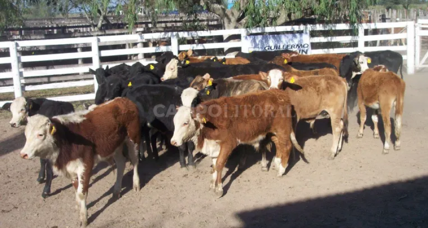 Dato estadístico: en año electoral el precio de la hacienda se plancha durante la campaña