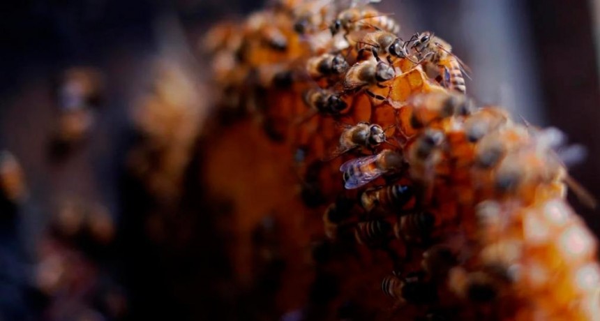 Agricultor murió atacado por un enjambre de abejas en Misiones