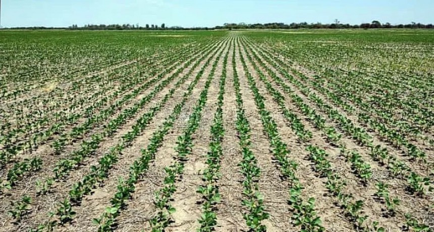  Por segundo año hay orugas en sojas Intacta del norte santafesino