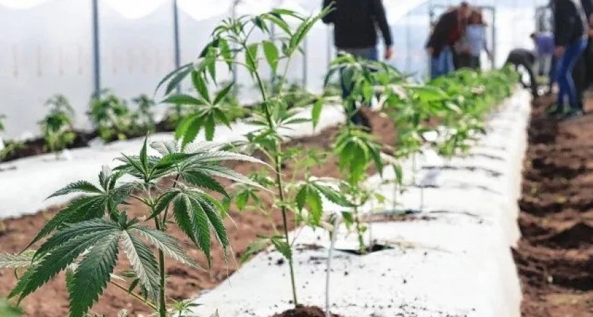 La primera cosecha pública de cannabis será utilizada íntegramente para investigación