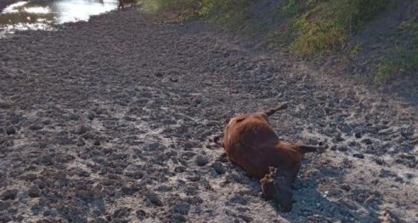 La sequía no da tregua y sigue provocando mortandad de ganado y peces en el norte santafesino 
