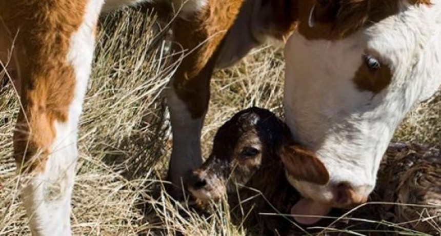 En Vera la sequ&iacute;a es tan intensa que complica la fecundidad de las vacas y provoca "abortos y nacimientos fallidos"