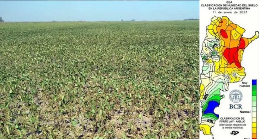 Sequía extrema: en Santa Fe no se sembraron 360.000 hectáreas de soja y es la provincia más afectada del país