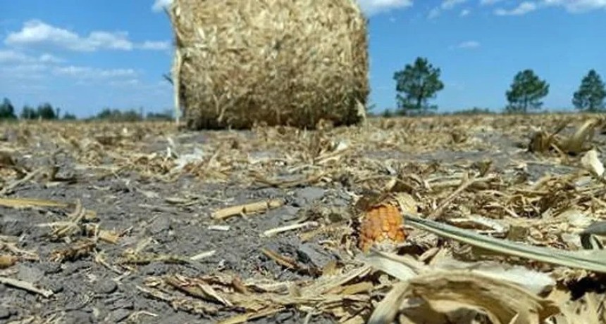 Al límite: sin lluvias ya, quedarán lotes agrícolas sin producir en el verano