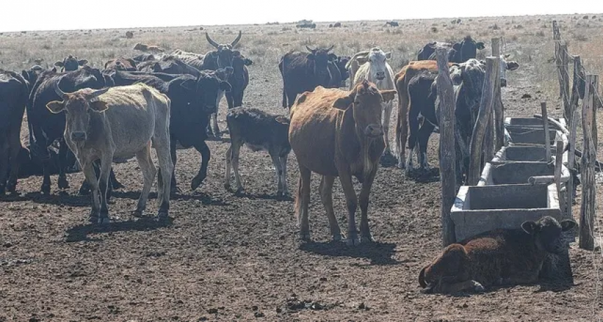 Sequía extrema: el Secretario de Agricultura de la Nación visitará el norte de Santa Fe y se esperan anuncios