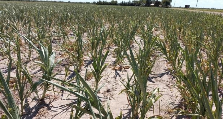 El gobierno nacional firmó la homologación de la Emergencia Agropecuaria para la provincia 