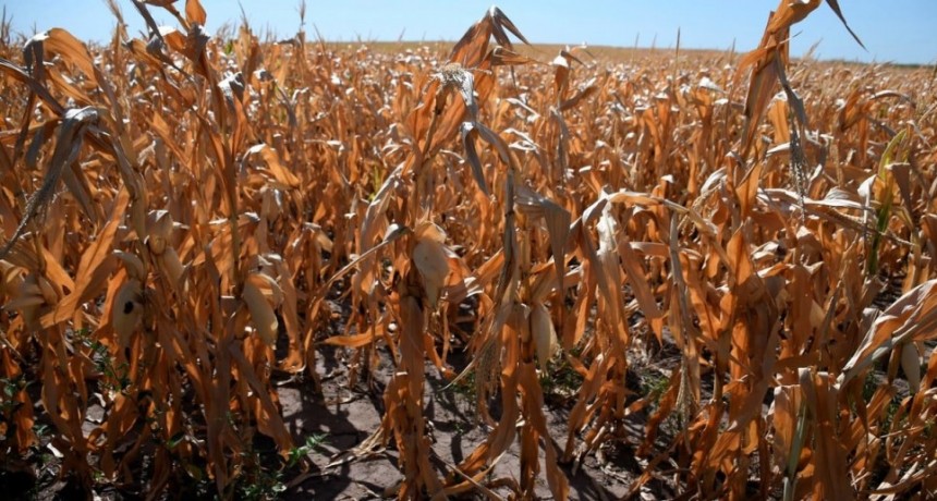 Los productores agrícolas perdieron US$ 10,4 mil millones por la sequía