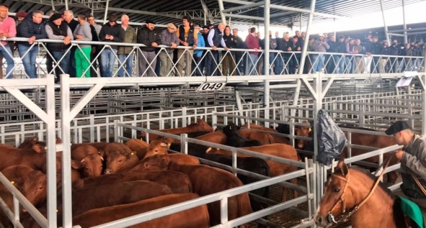 En Voz Alta: ¿Qué piensan los consignatarios después de una semana de subas en los precios de la hacienda? ¿Será suficiente o falta?