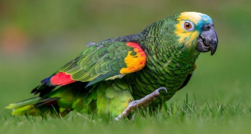 Contagiados por un loro: uno de los internados con neumonía bilateral fue dado de alta